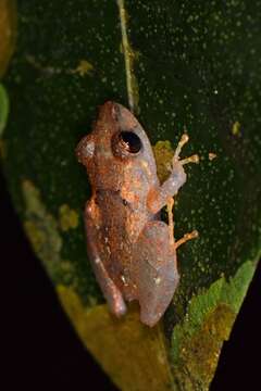 Image of Pristimantis kichwarum Elmer & Cannatella 2008