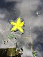 Image of Wavy Marshwort