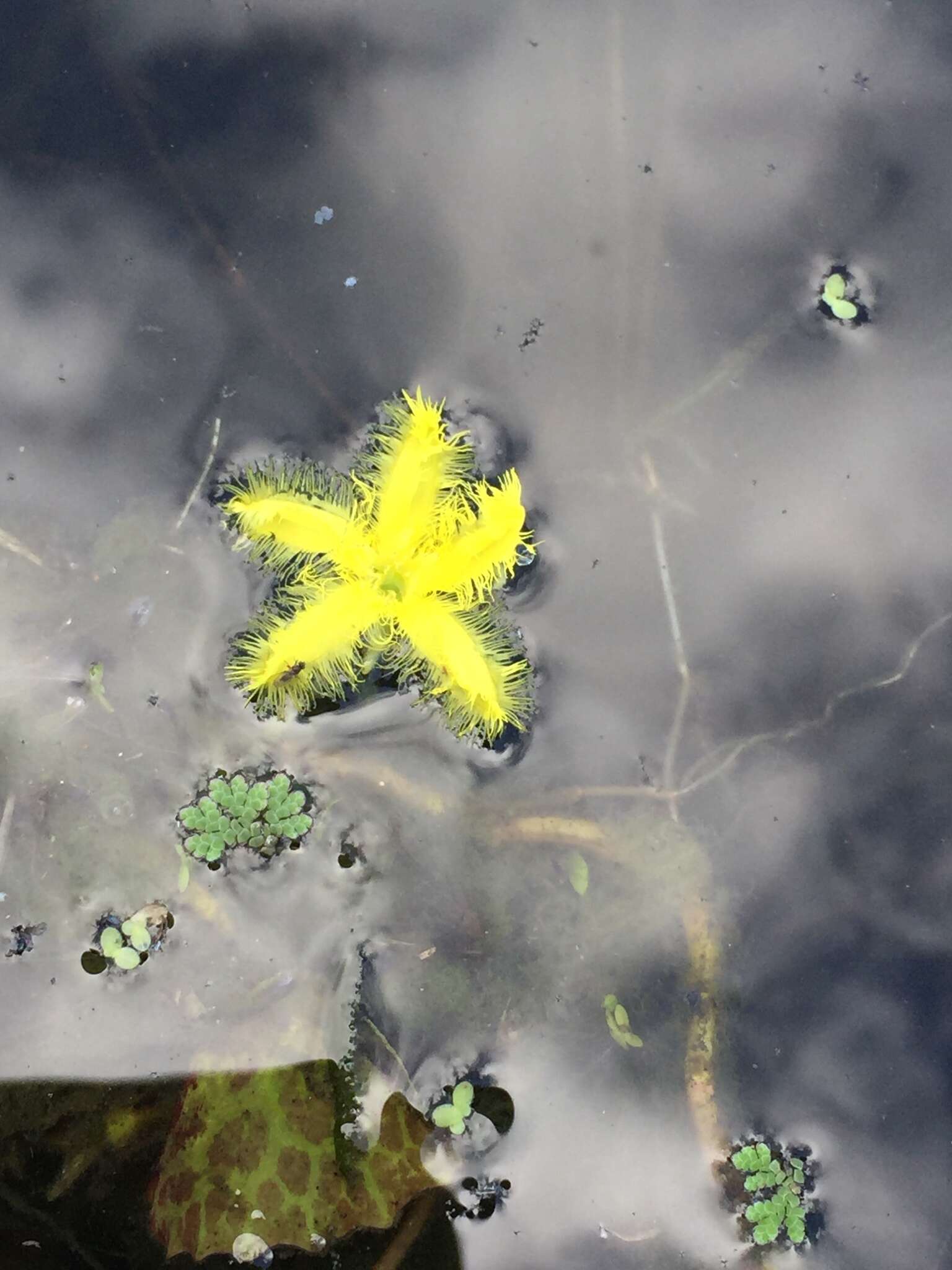 Image of Wavy Marshwort