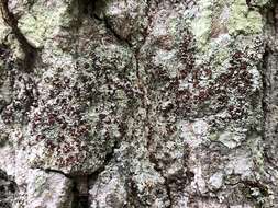 Image of Beaded rim-lichen;   Rim lichen