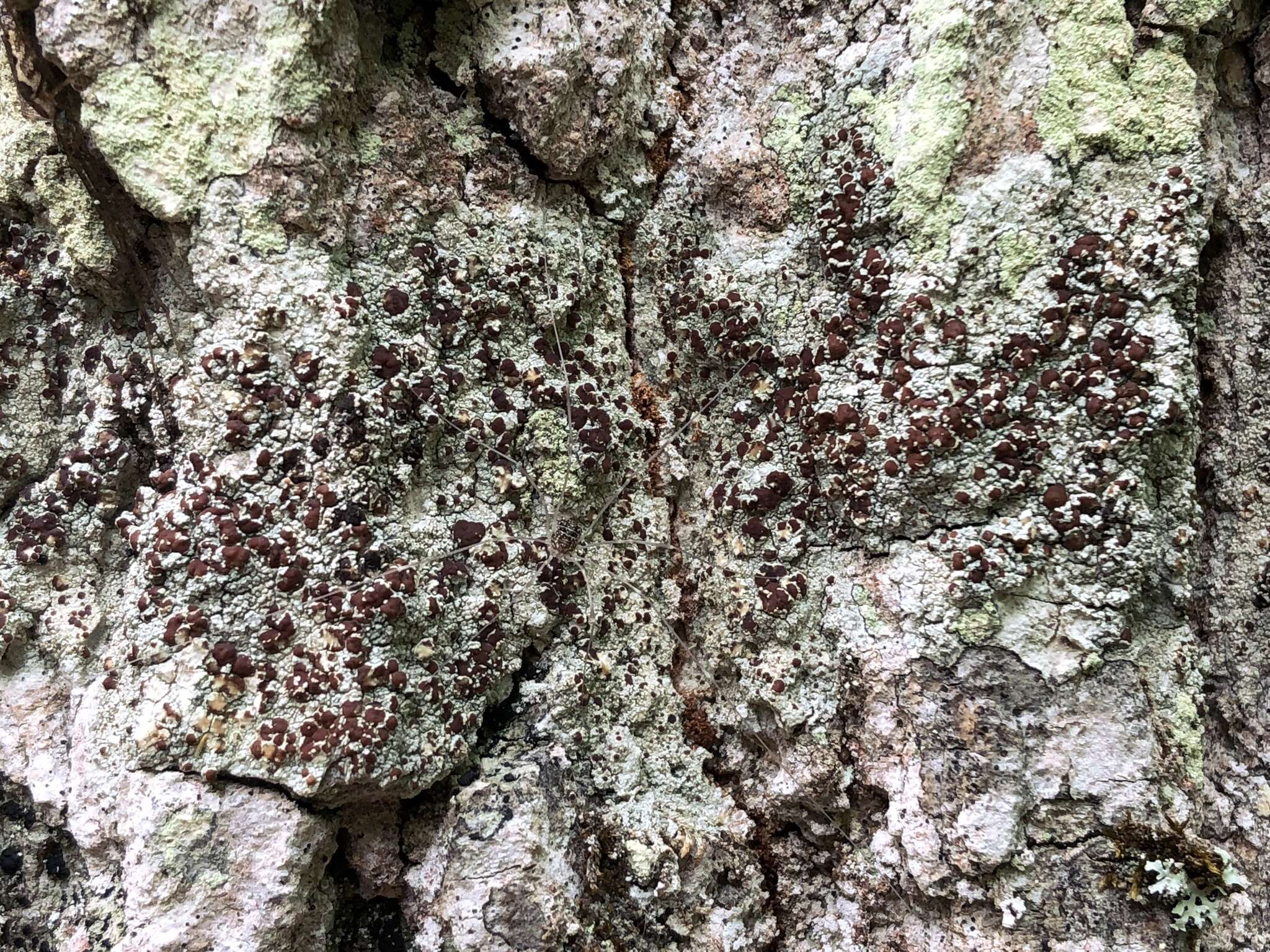 Image of Beaded rim-lichen;   Rim lichen