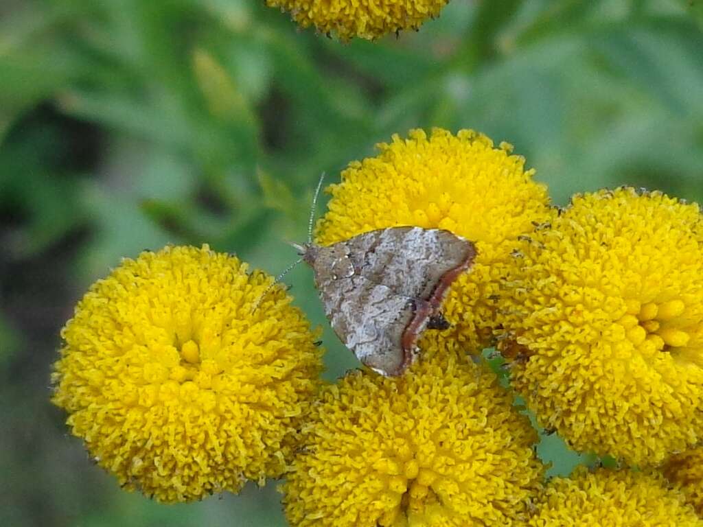 Image of Choreutis pariana