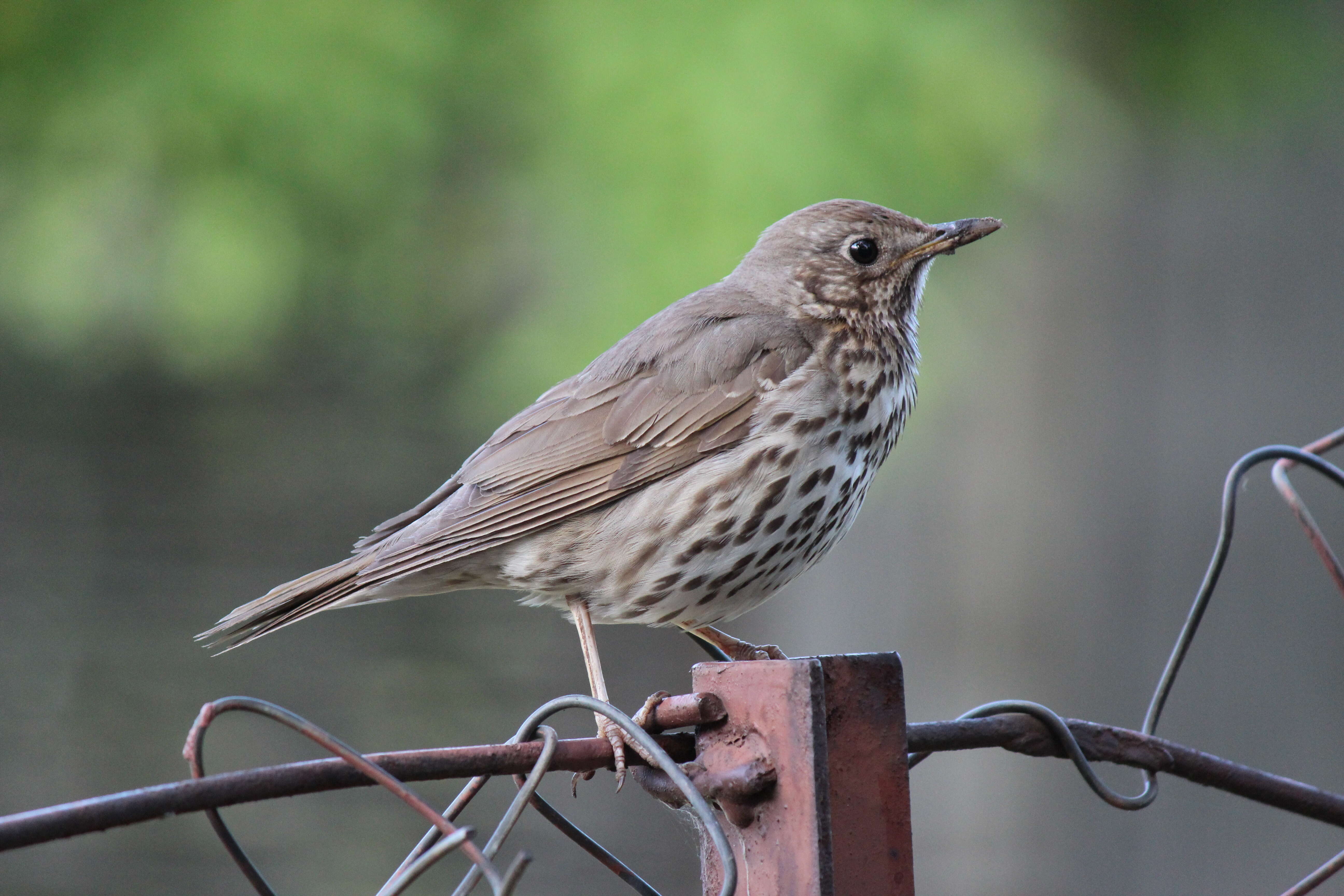 Image of Song Thrush