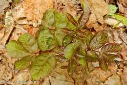 Image of wild sarsaparilla