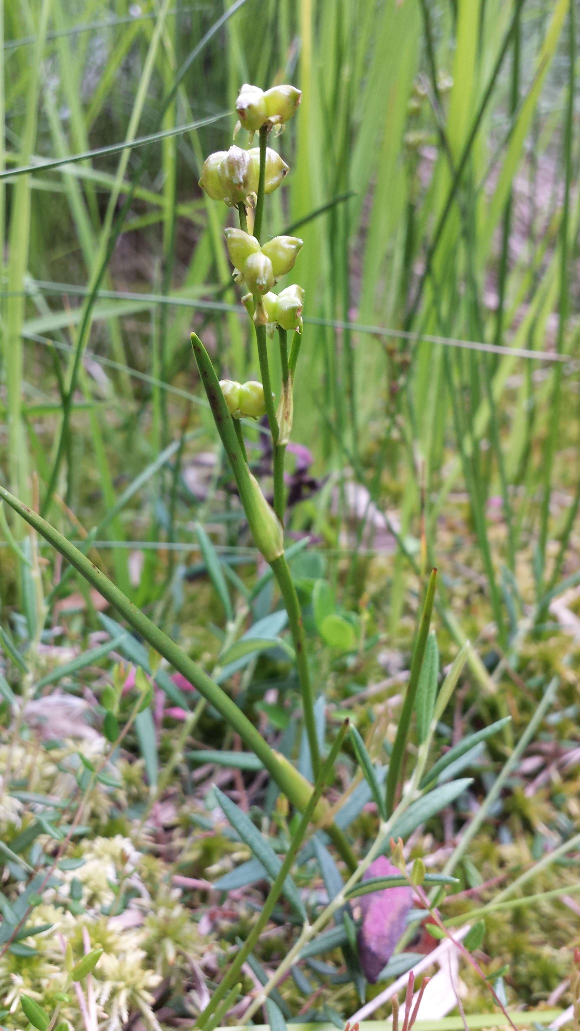 Image of pod-grass family