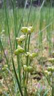 Image of pod-grass family