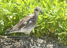 Image of American Golden Plover