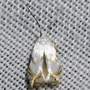 Image of Pseudopostega crepusculella (Zeller 1839) Davis 1989