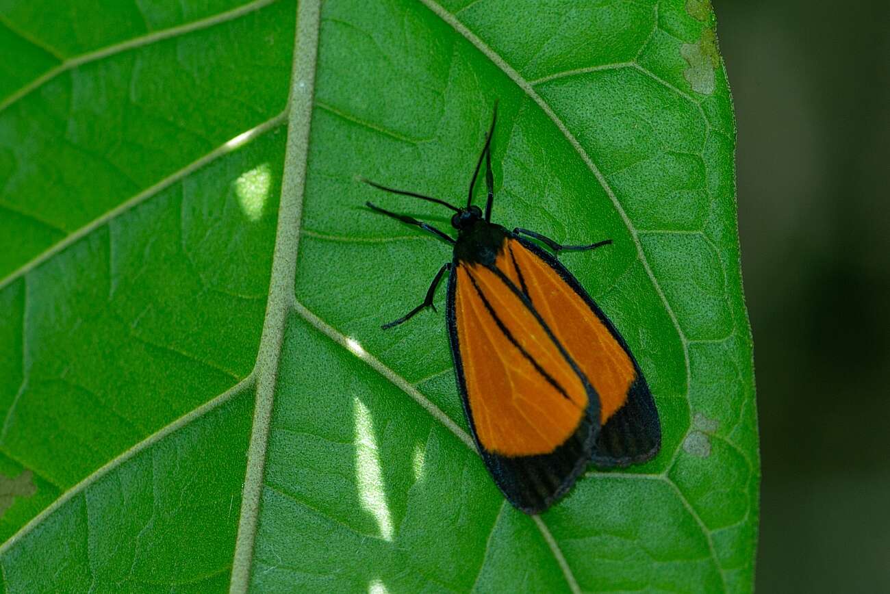 Image of Paratype univitta Hampson 1900