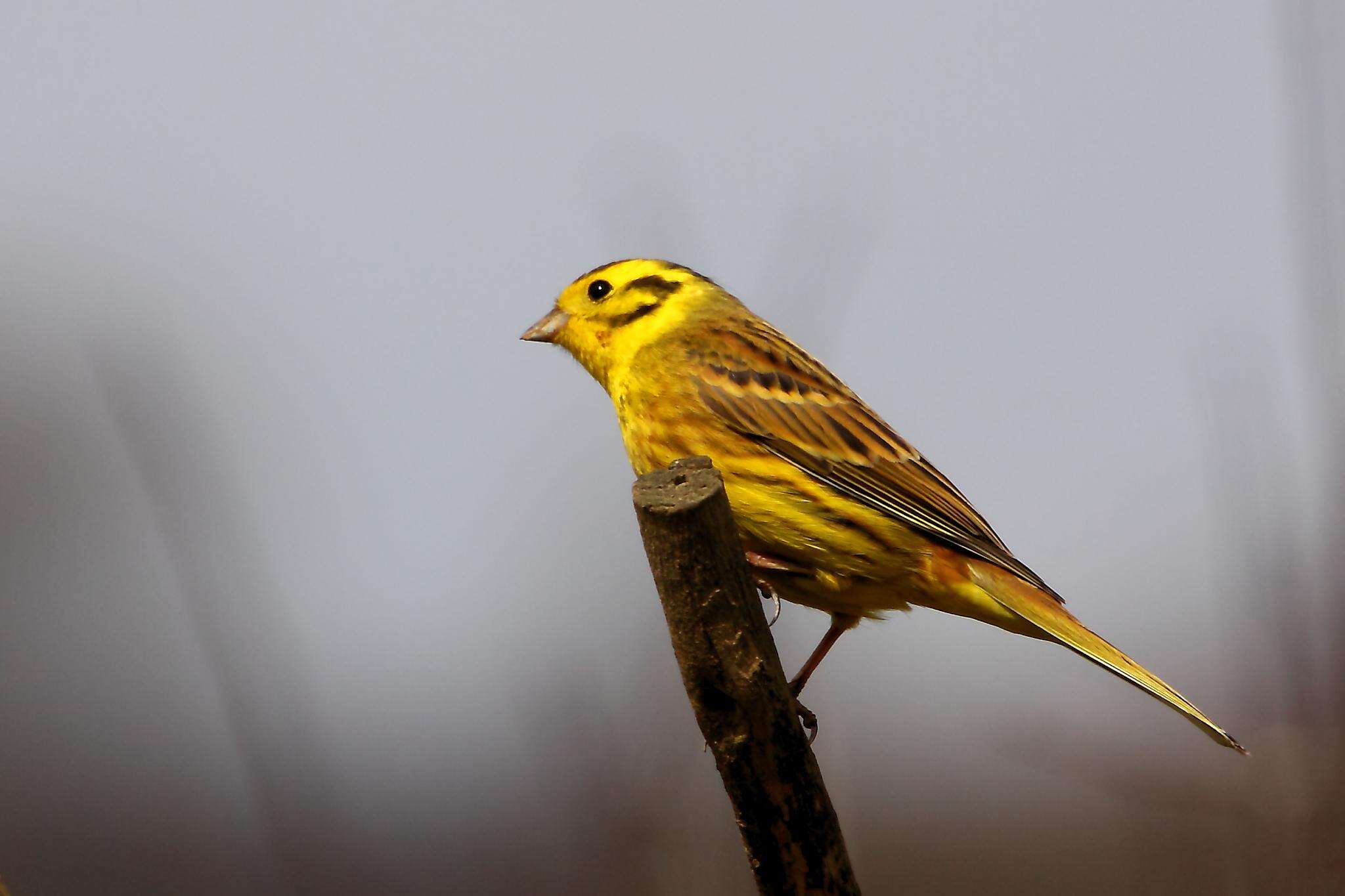 Image of Yellowhammer