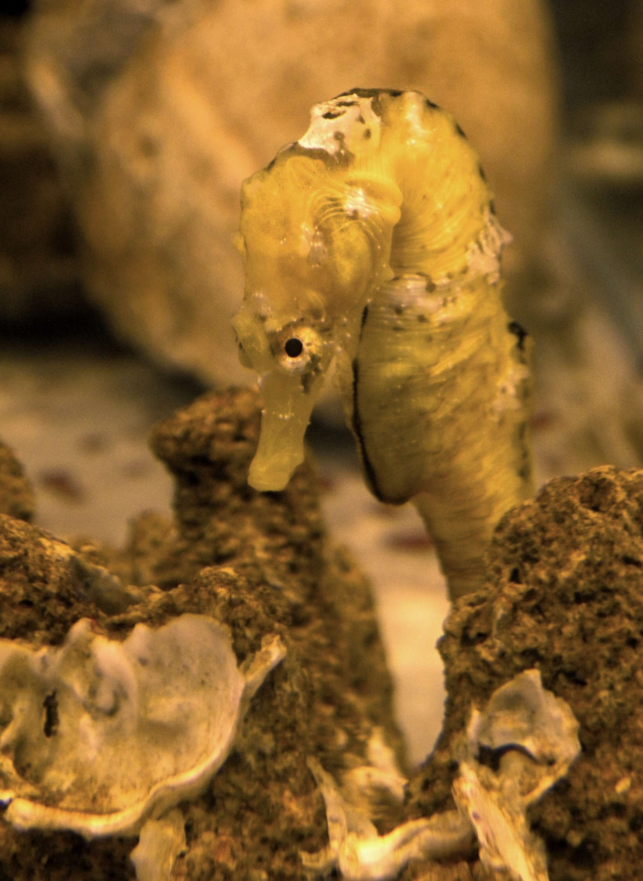 Image of Patagonian Seahorse