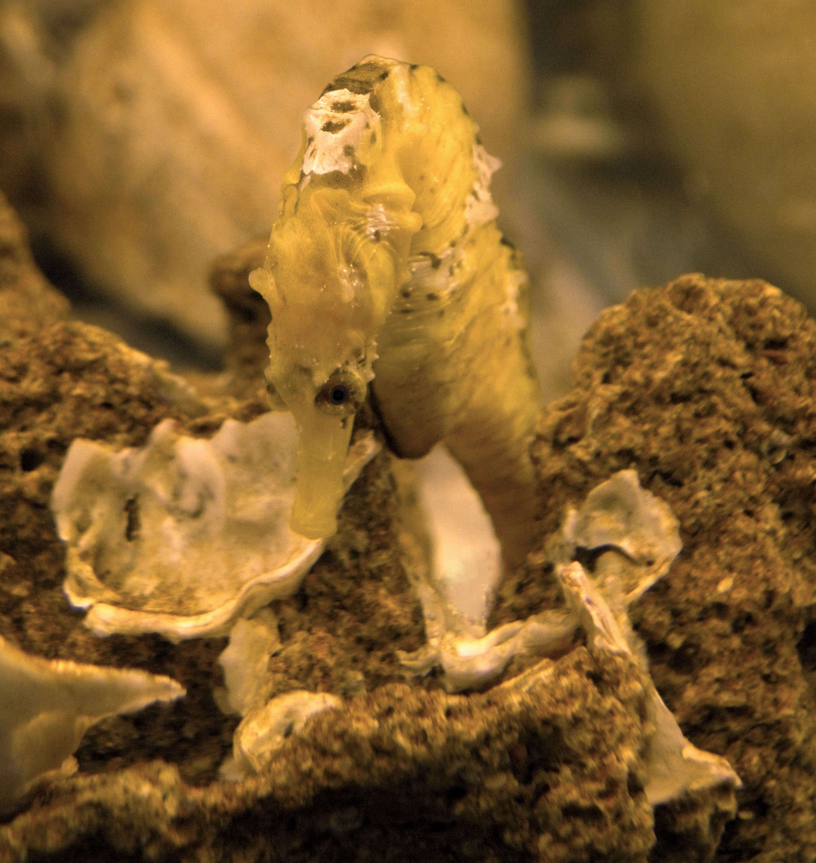 Image of Patagonian Seahorse