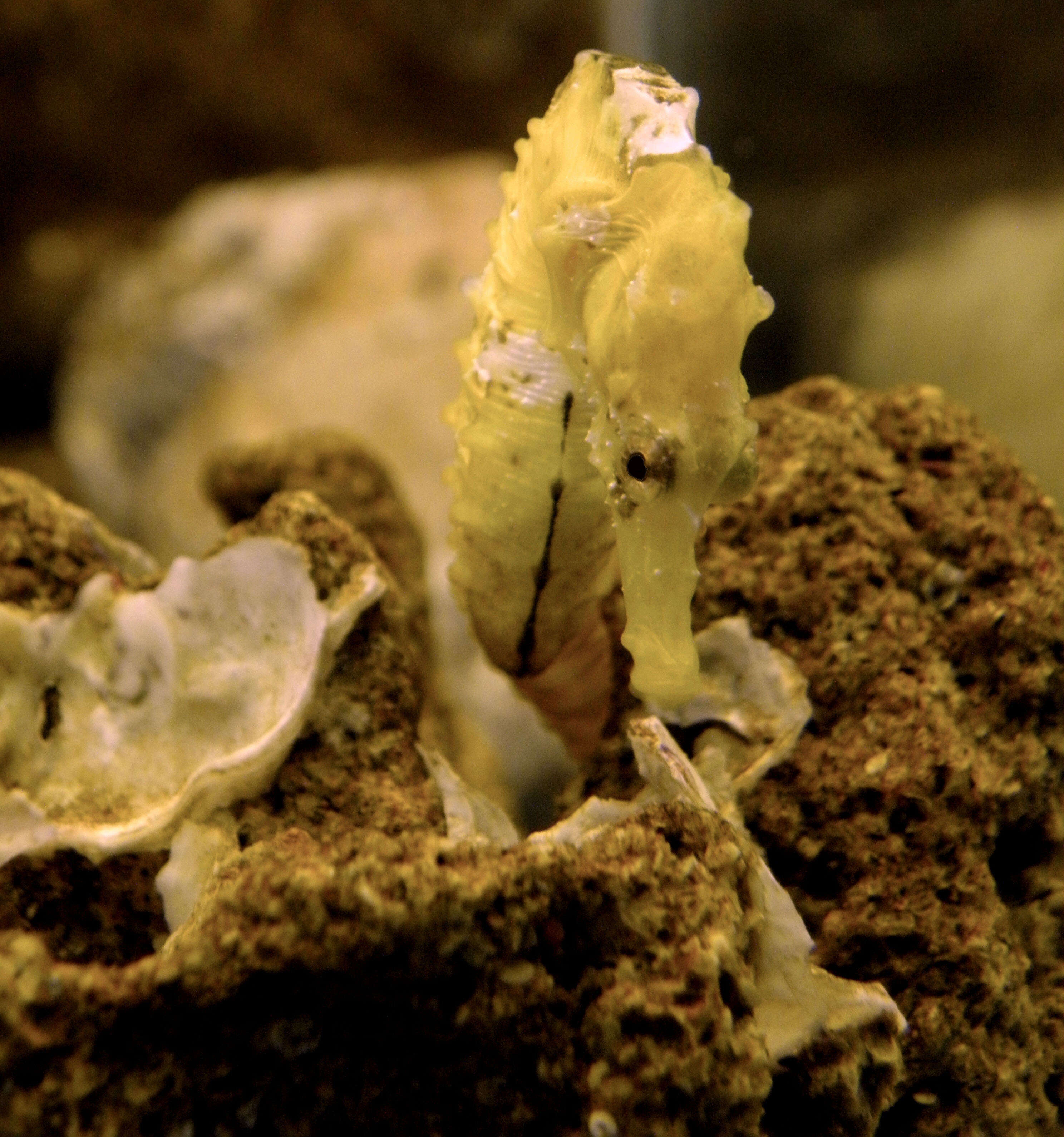 Image of Patagonian Seahorse