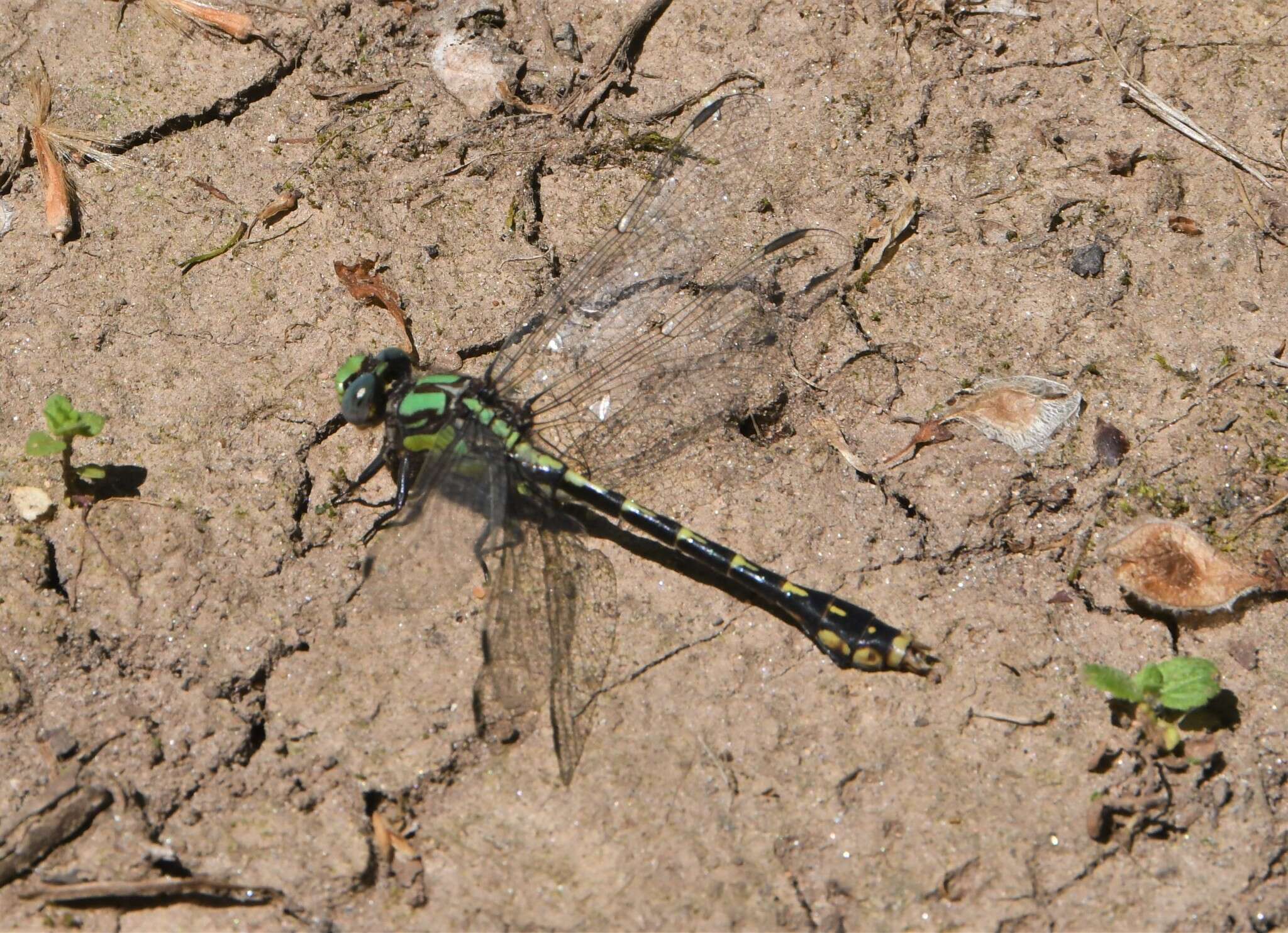 صورة Ophiogomphus susbehcha Vogt & Smith 1993