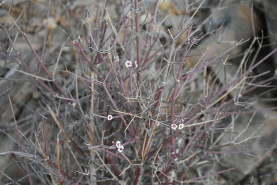 Image of Euphorbia xanti Engelm. ex Boiss.