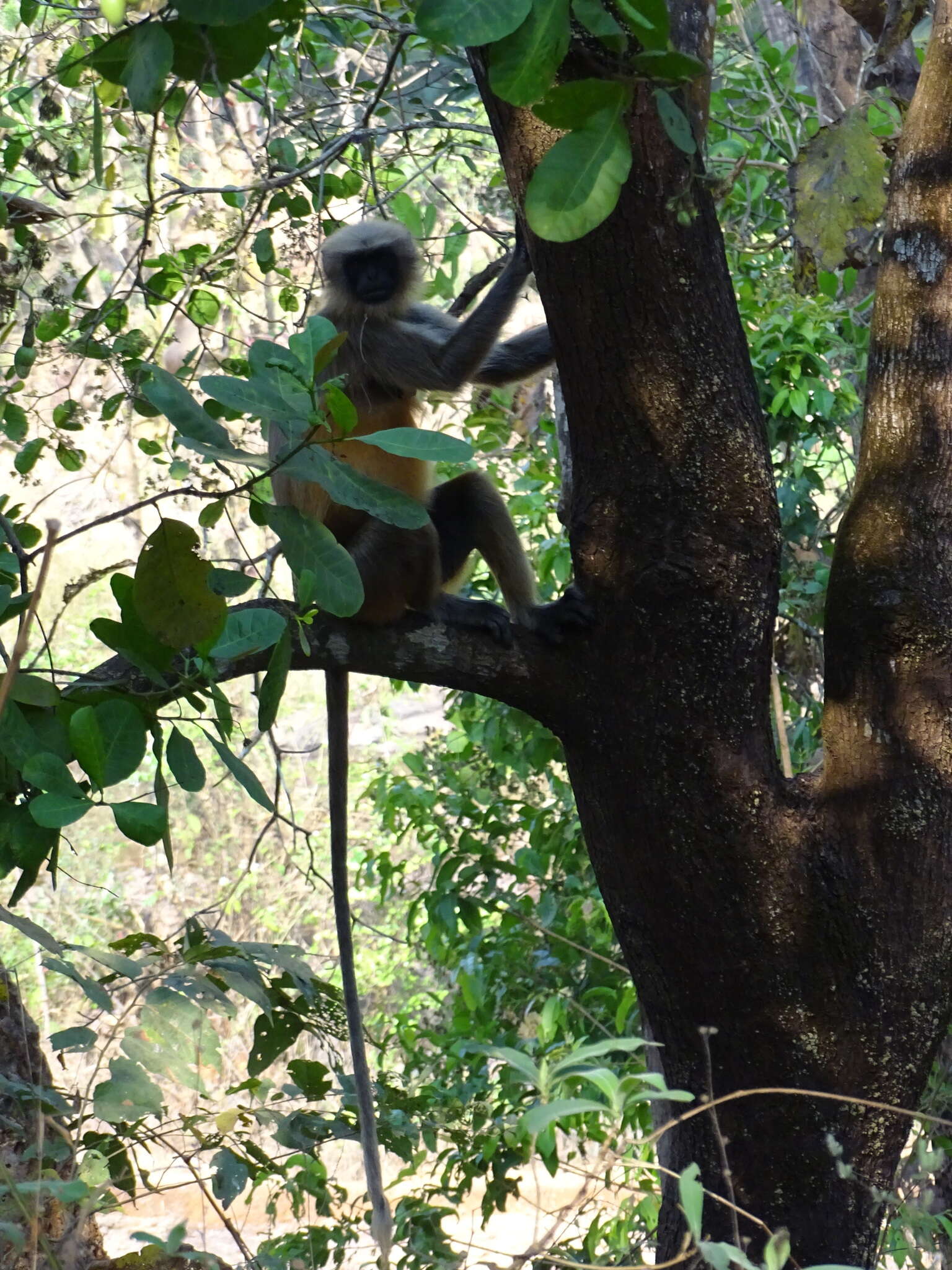 Plancia ëd Semnopithecus hypoleucos Blyth 1841