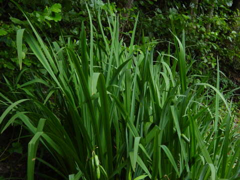 Image of yellow flag, yellow iris