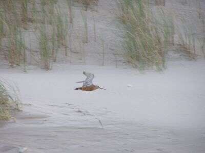 Image of Bar-tailed Godwit