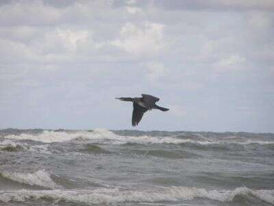 Image of Black Shag