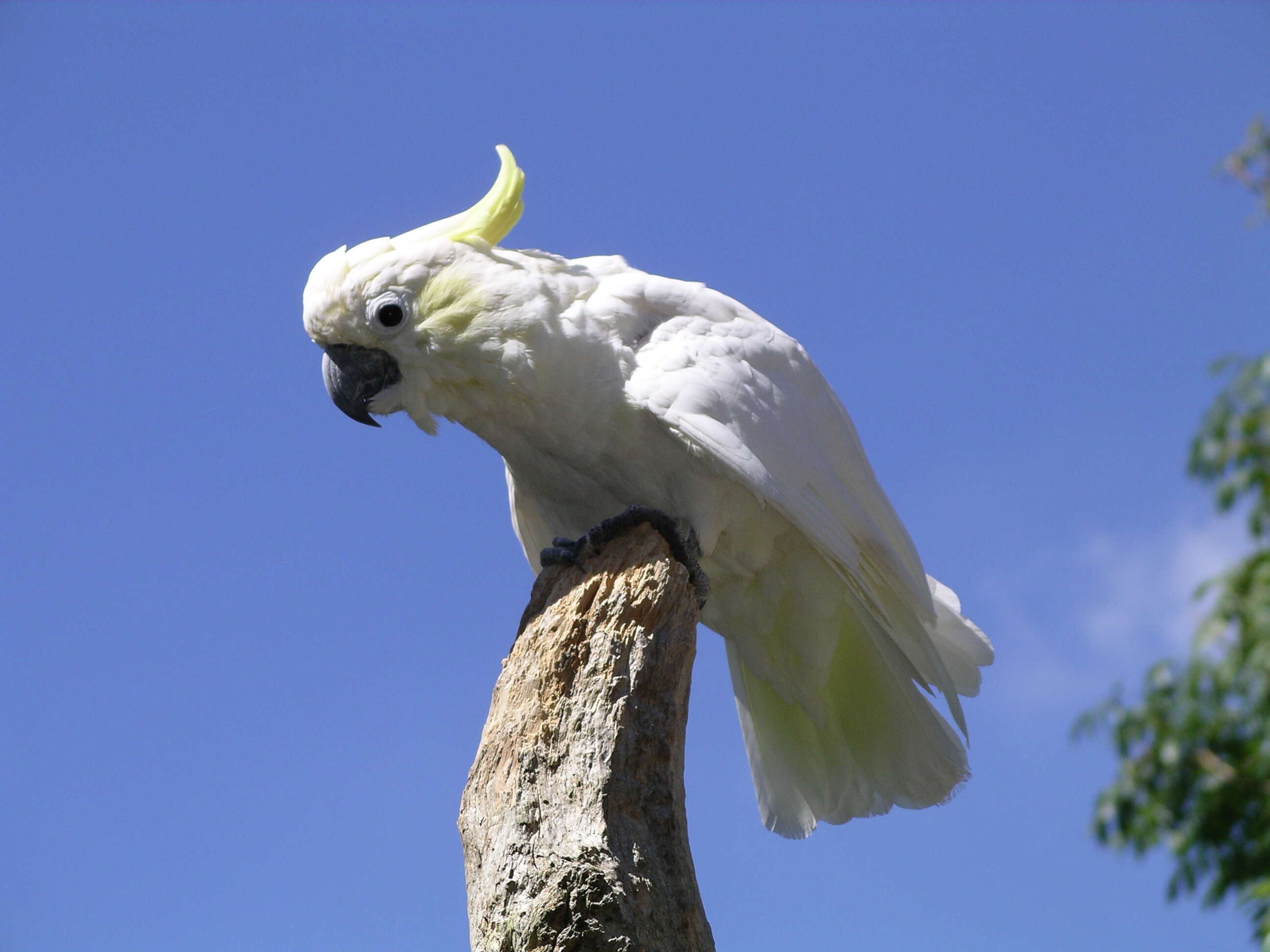 Image of Lesser Sulphur-crested Cockatoo