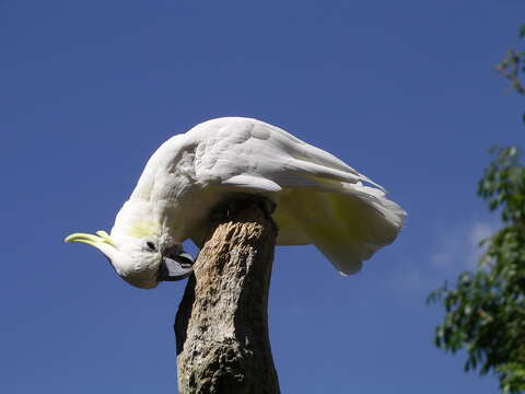 Cacatua sulphurea (Gmelin & JF 1788) resmi