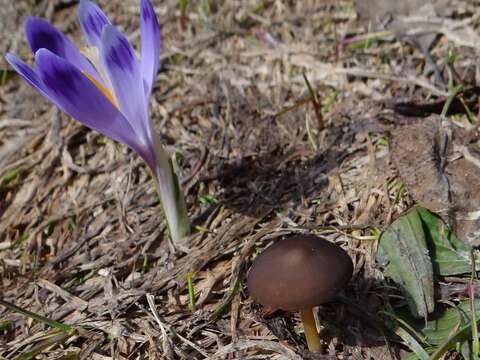 Image of sprucecone cap