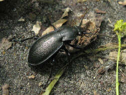 Carabus (Trachycarabus) estreicheri Fischer von Waldheim 1820 resmi