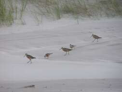 Image of Bar-tailed Godwit