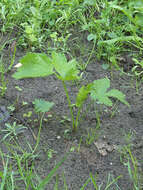 Image of wild parsnip