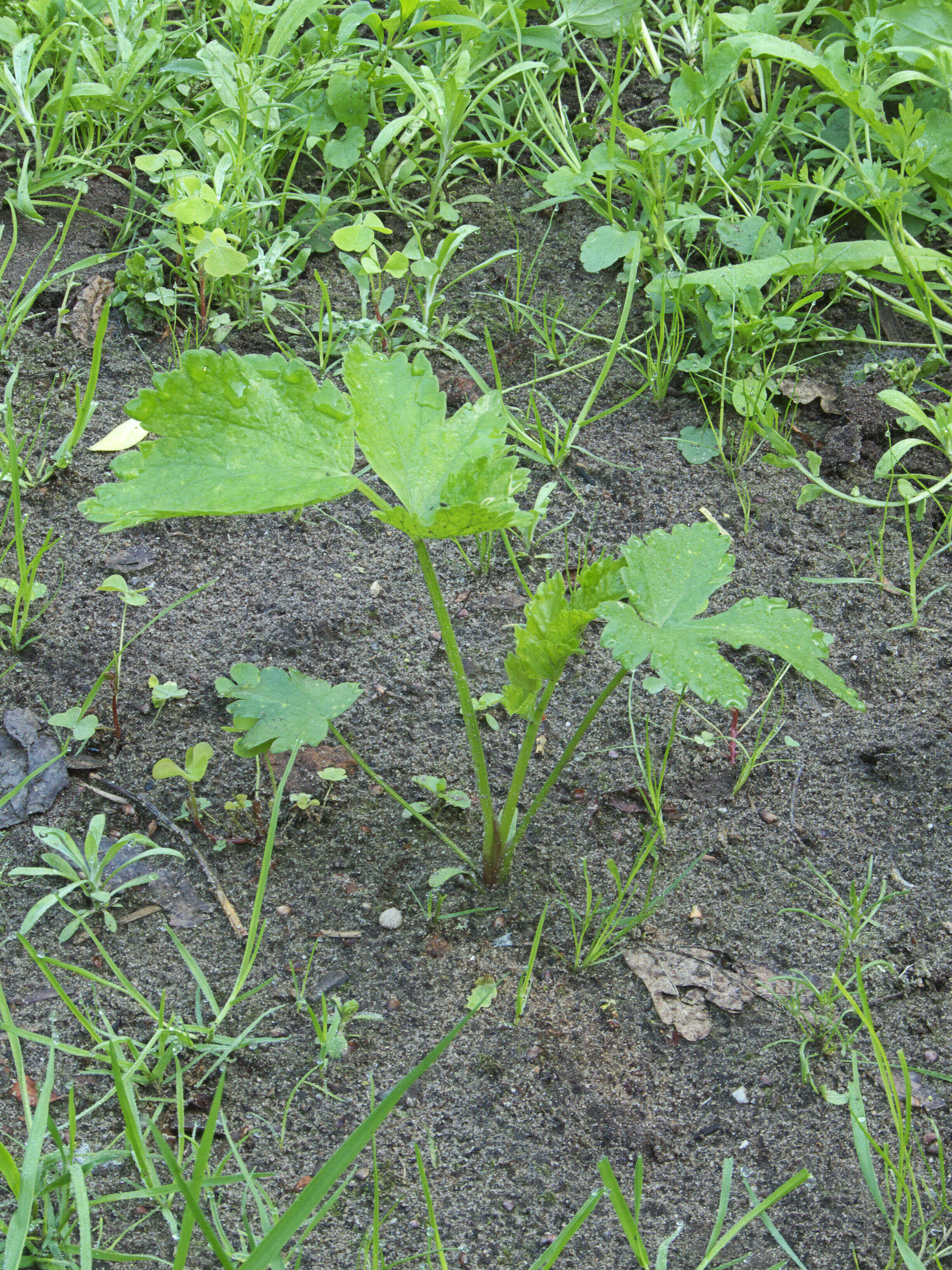 Image of wild parsnip