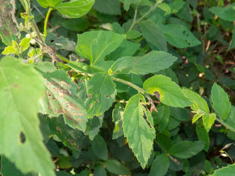 Image of black-sage