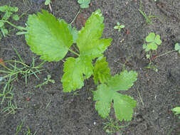 Image of wild parsnip