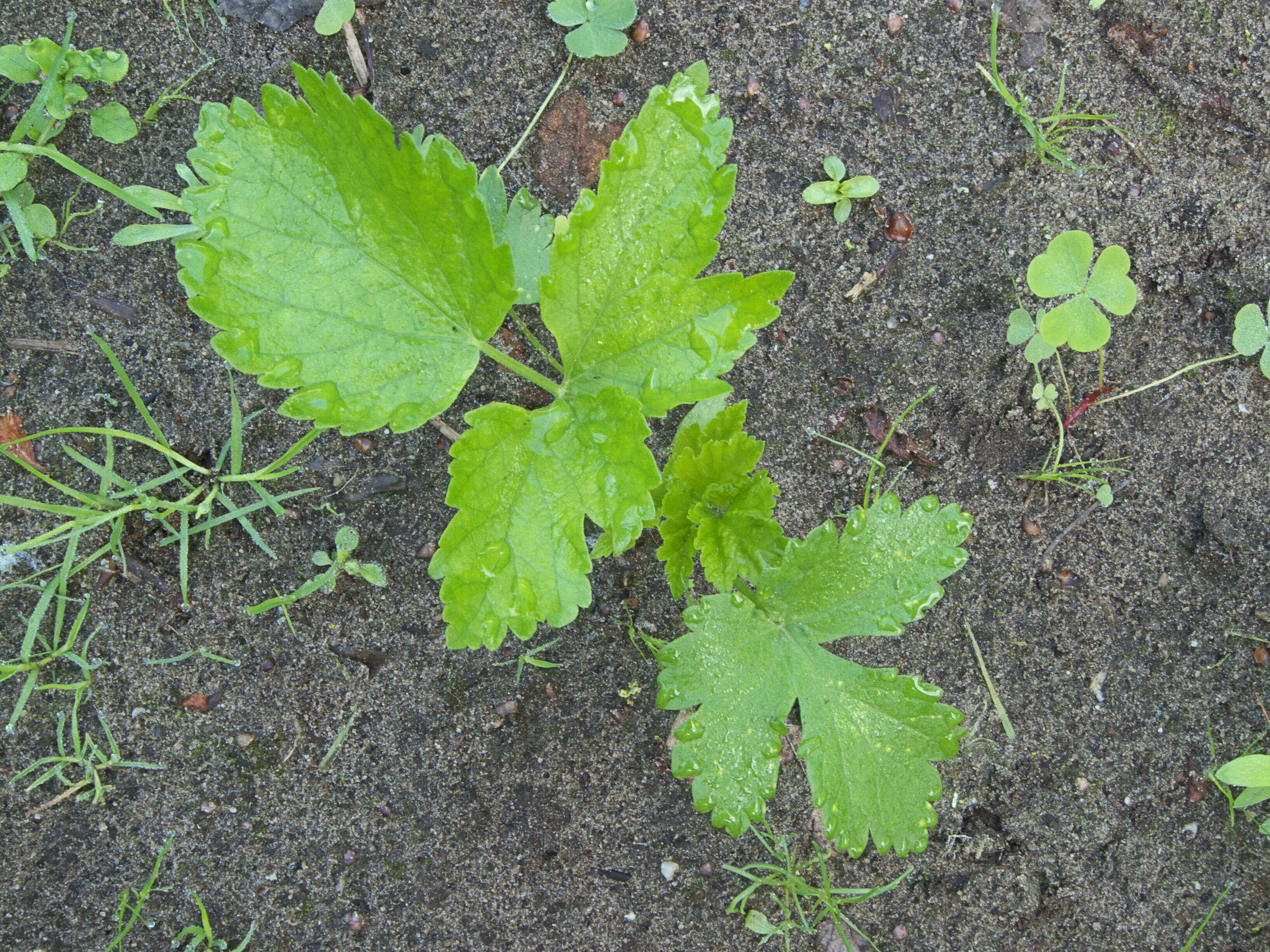 Image of wild parsnip