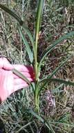 Image of Riddell's Goldenrod