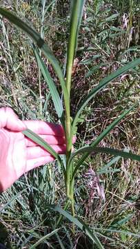 Image of Riddell's Goldenrod