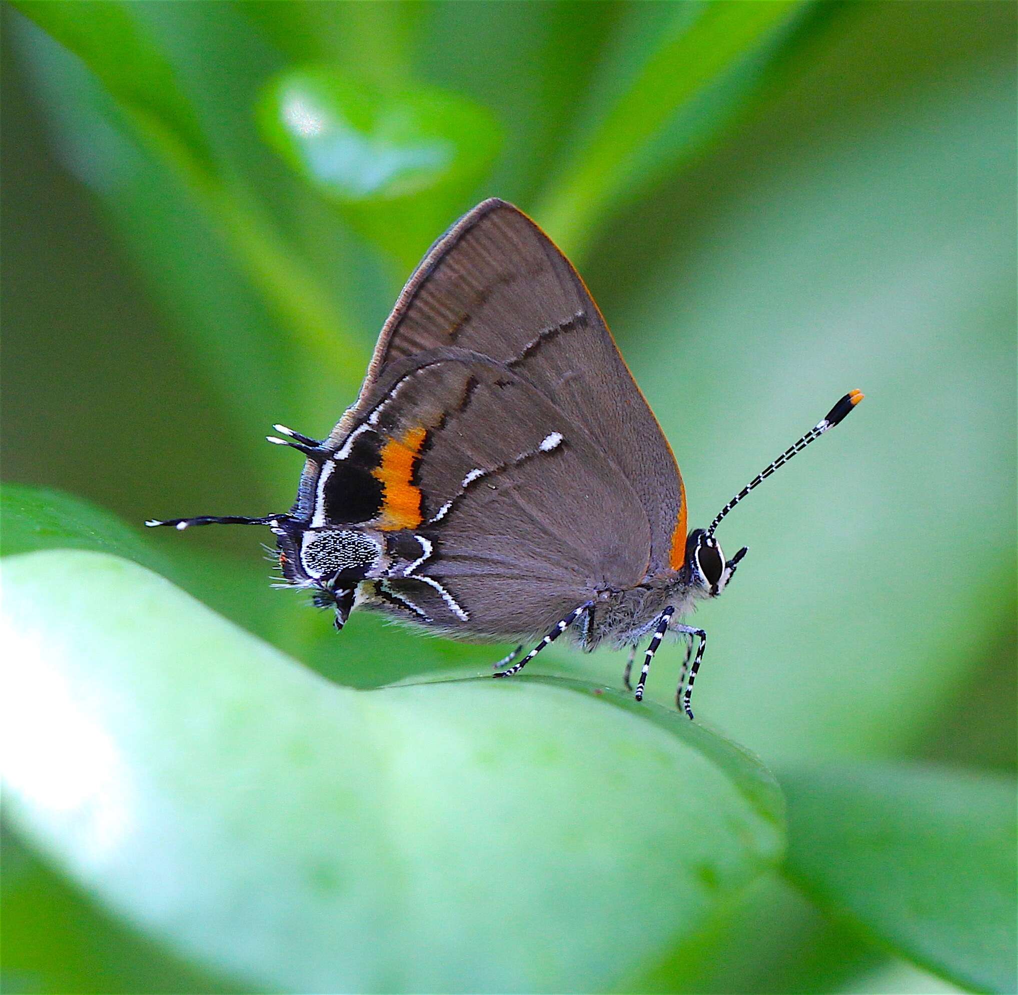 Image of Fulvous Hairstreak