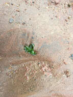 Image of Sea lettuce