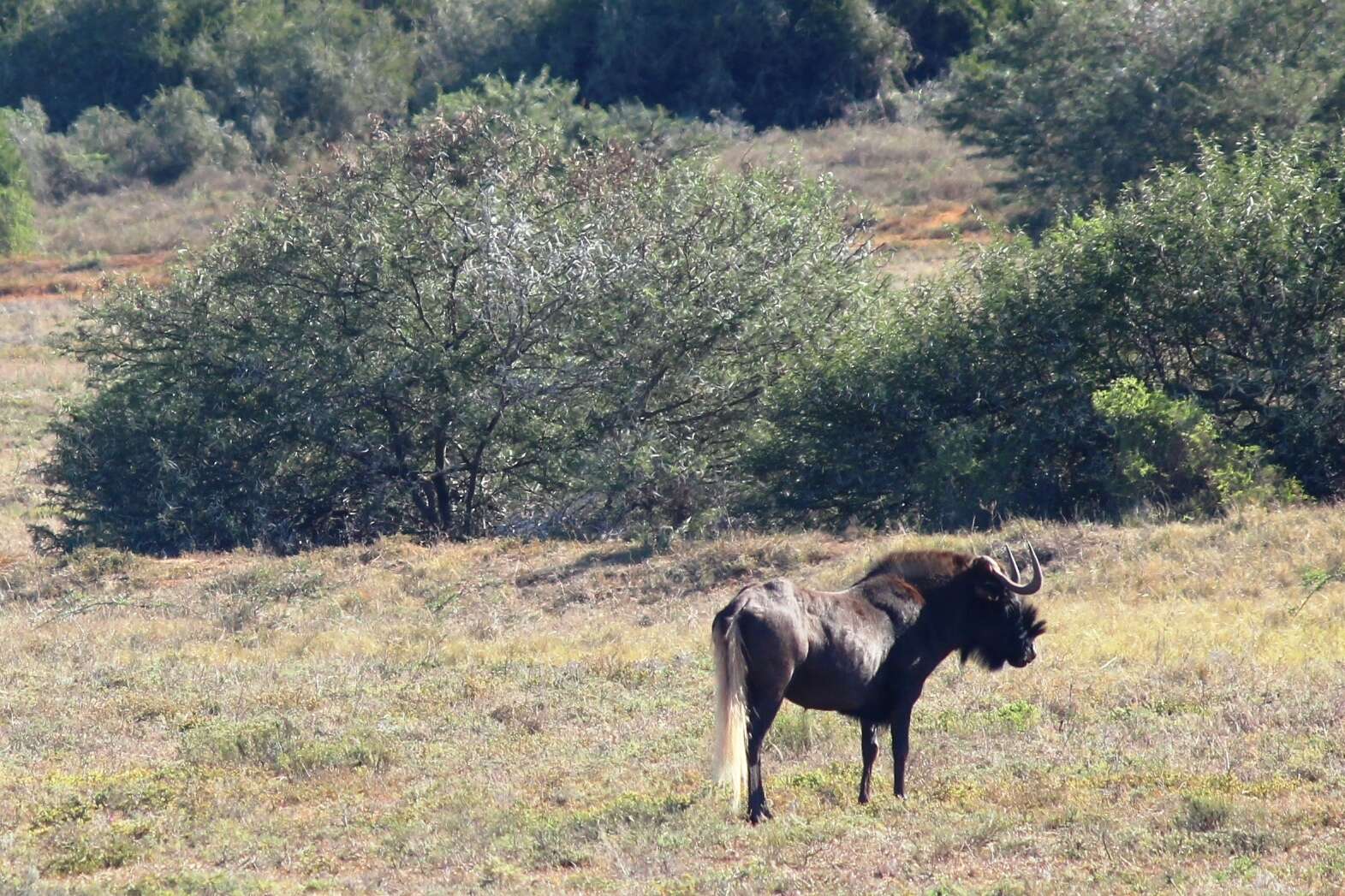 Image of Black Wildebeest