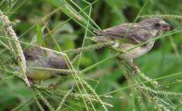 Image of Lemon-breasted Canary