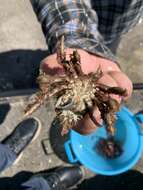 Image of lesser spider crab