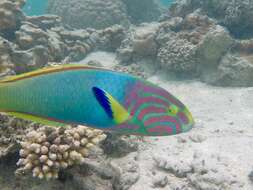 Thalassoma lutescens (Lay & Bennett 1839) resmi