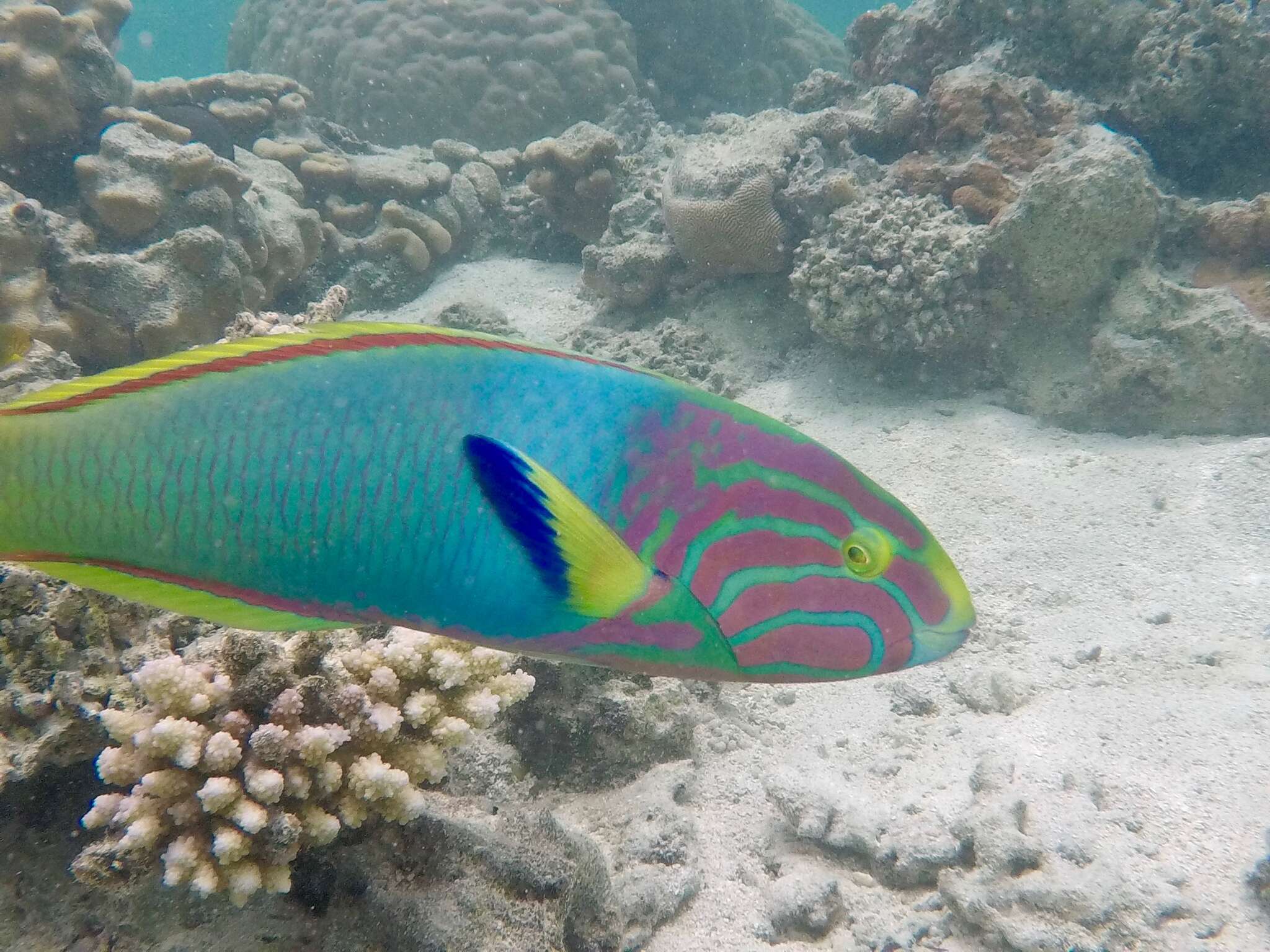 Thalassoma lutescens (Lay & Bennett 1839) resmi