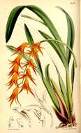 Image of Brassia aurantiaca (Lindl.) M. W. Chase