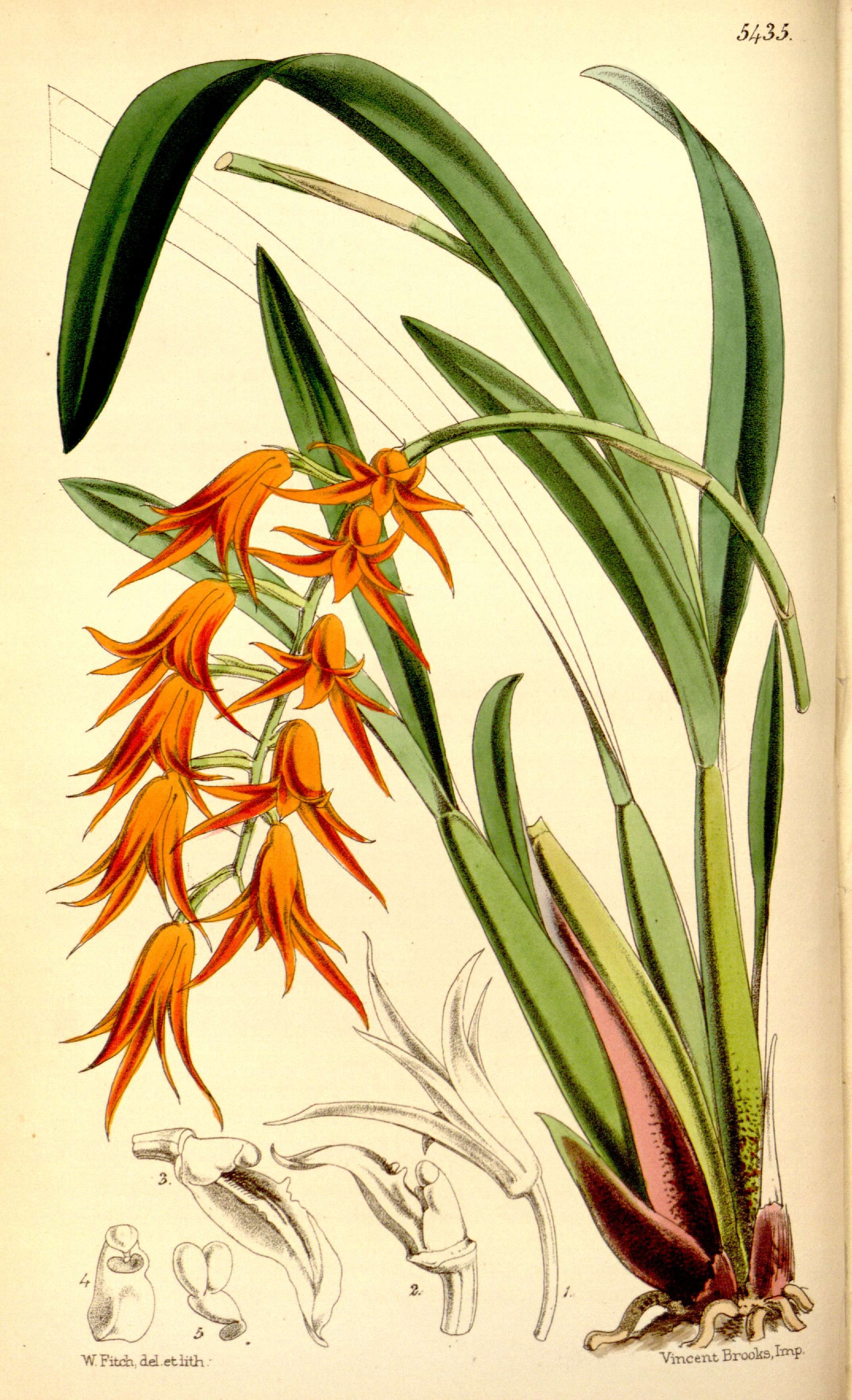 Image of Brassia aurantiaca (Lindl.) M. W. Chase