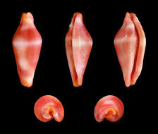 Image of Dentiovula masaoi C. N. Cate 1973