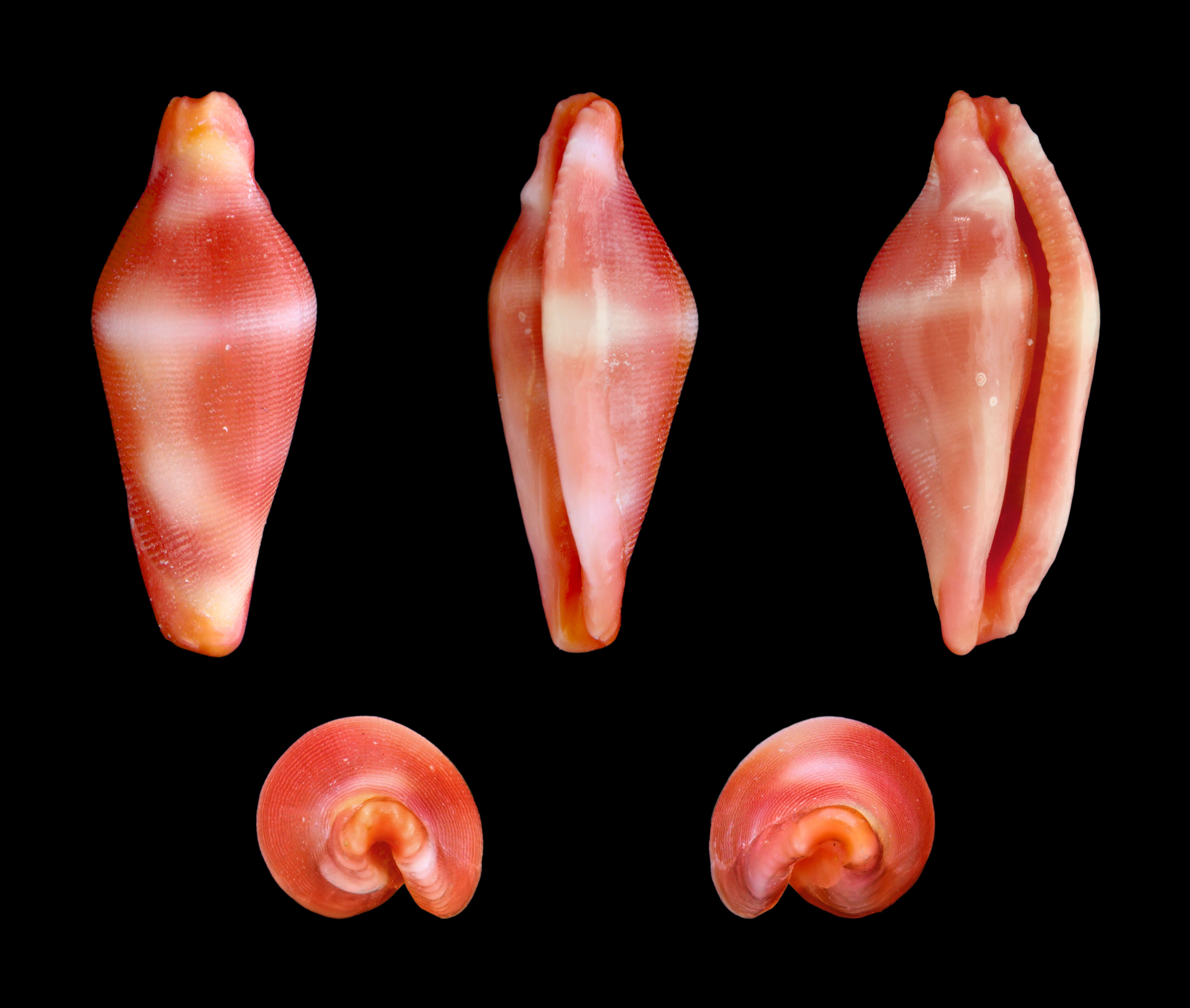 Image of Dentiovula masaoi C. N. Cate 1973