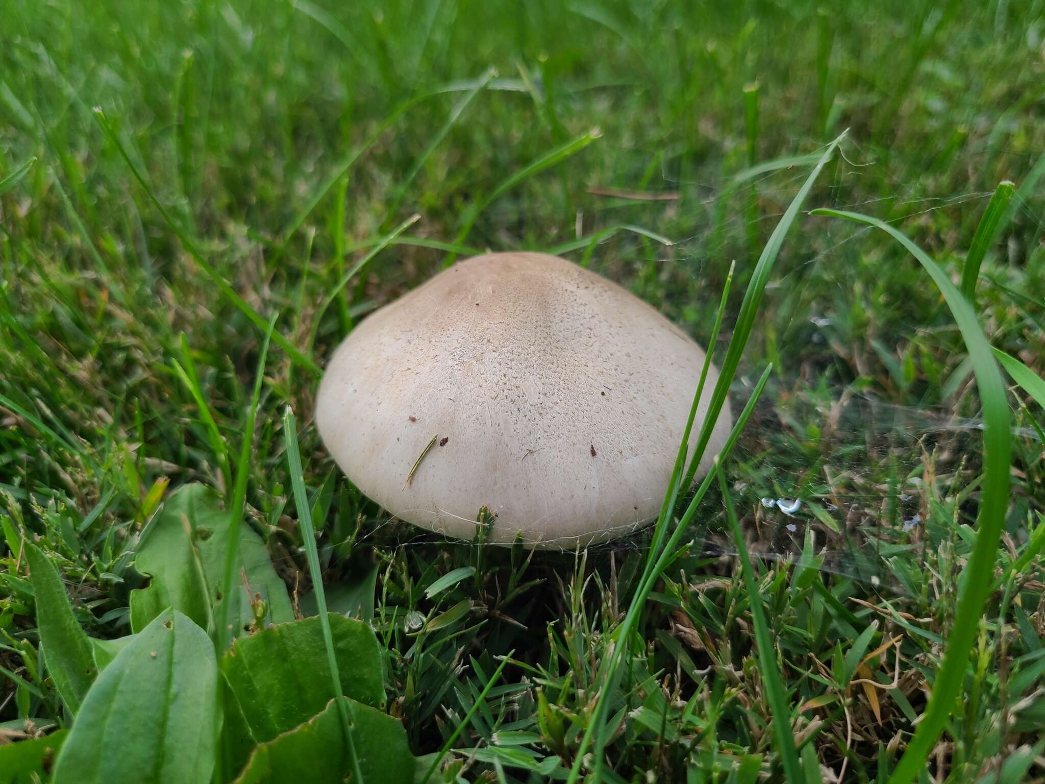 Image of Agaricus leptocaulis Kerrigan 2016