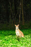 Image of Agile Wallaby