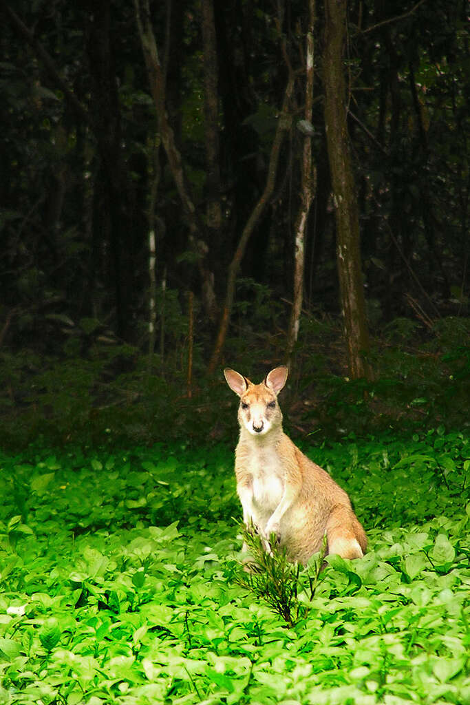 Image of Agile Wallaby