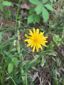 Image of Potato dandelion